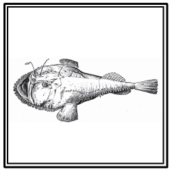 monkfish