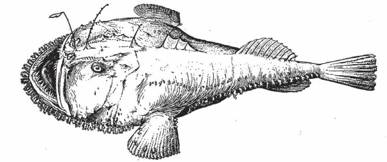 monkfish1.jpg