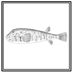 northern puffer