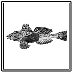 northern searobin