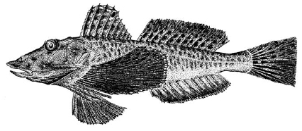 northern_searobin1.jpg