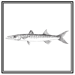 northern sennet
