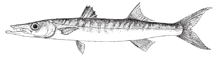 northern_sennet1.jpg