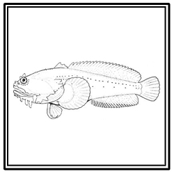 oyster toadfish