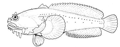 oyster-toadfish1.jpg