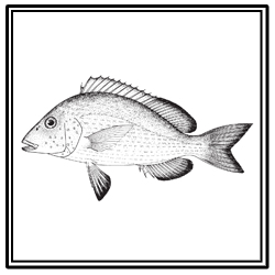 pigfish