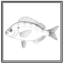 pinfish