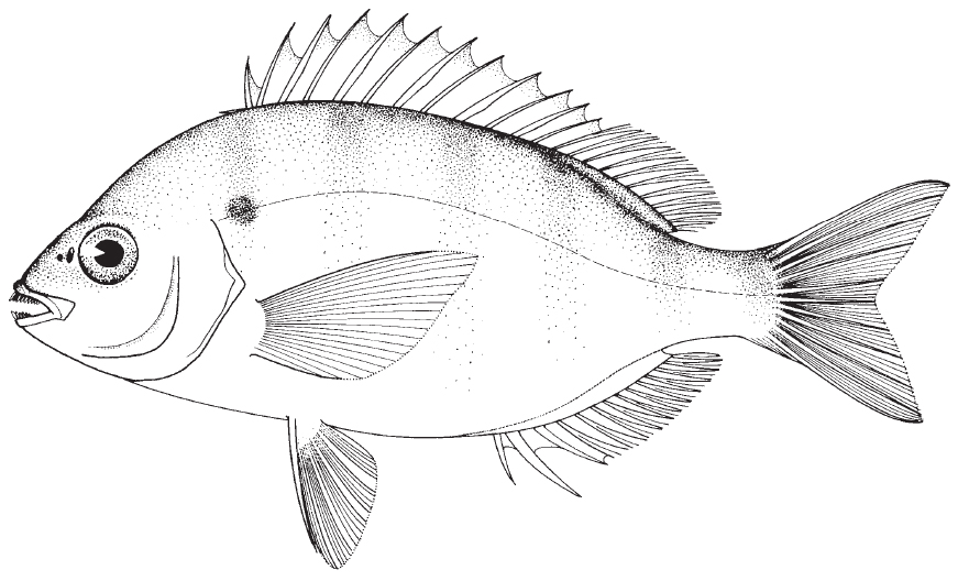 pinfish1.jpg