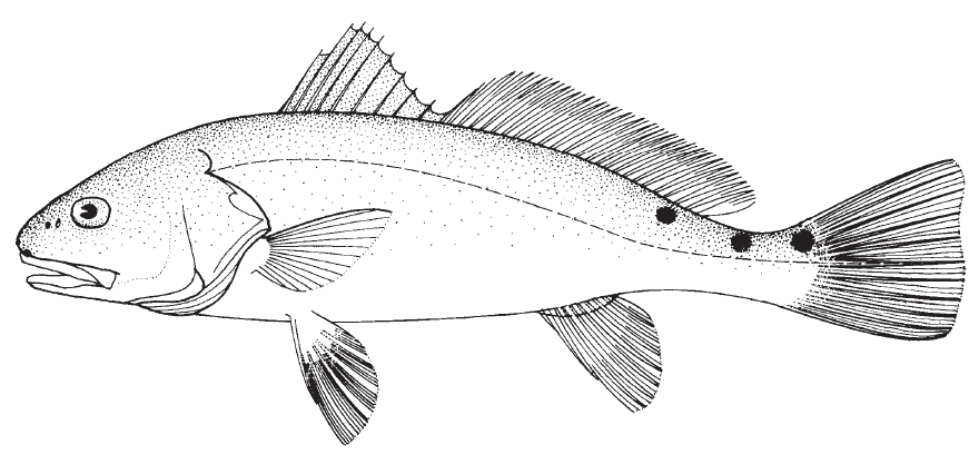 red_drum1.jpg