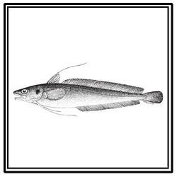 red hake