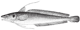 red_hake1.jpg
