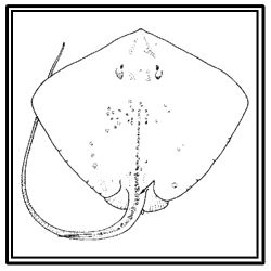 roughtail stingray
