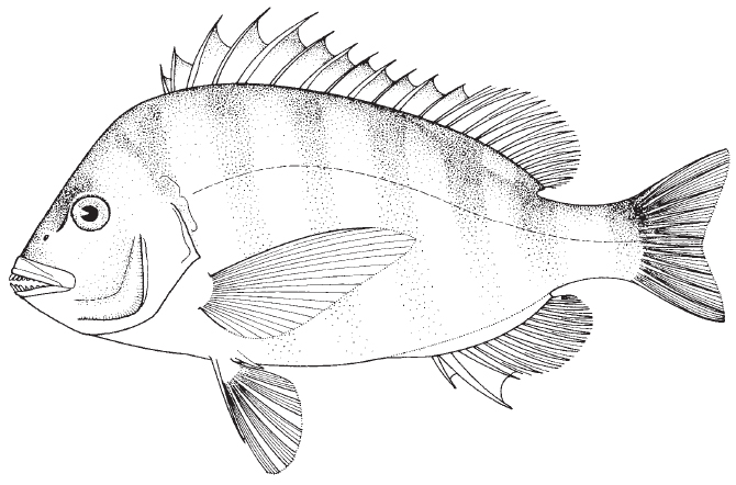 sheepshead1.jpg