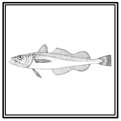 silver hake