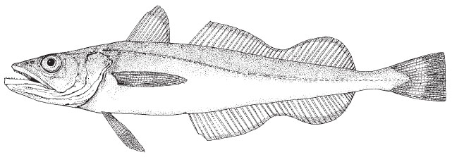 silver_hake1.jpg