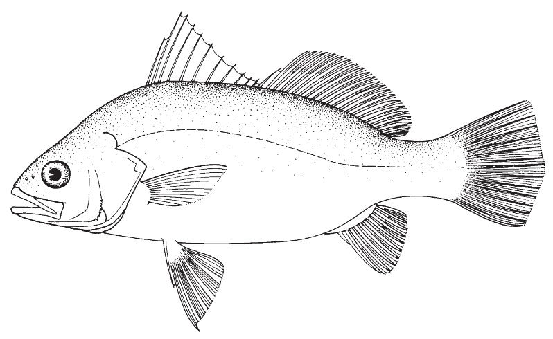 silver_perch1.jpg