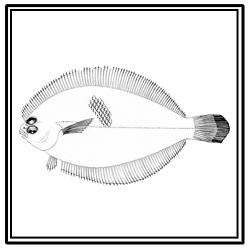 smallmouth flounder