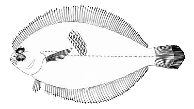 smallmouth_flounder1.jpg
