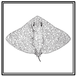 smooth butterfly ray