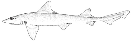 smooth_dogfish1.jpg