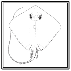southern stingray