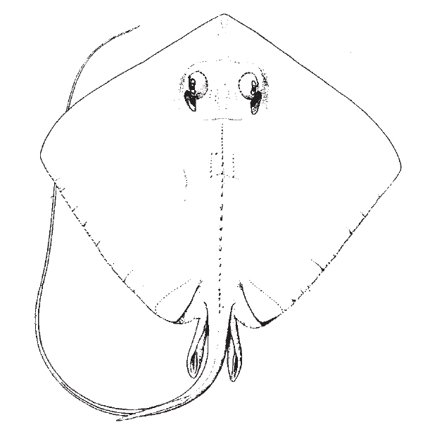 southern_stingray.jpg