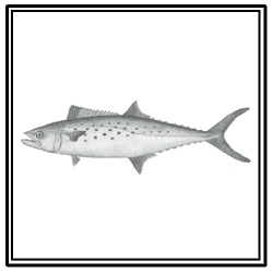 Spanish mackerel