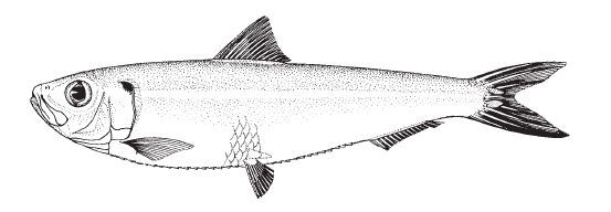 spanish_sardine1.jpg