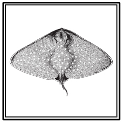 spiny butterfly ray