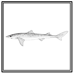 spiny dogfish