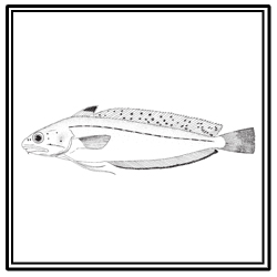 spotted hake
