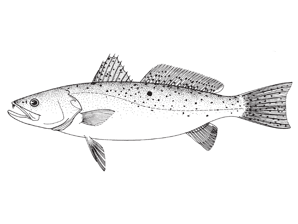 spotted_seatrout1.jpg