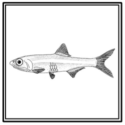 striped anchovy