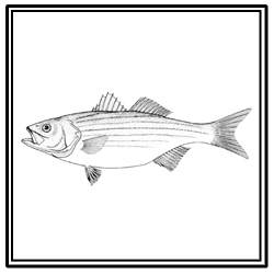striped bass