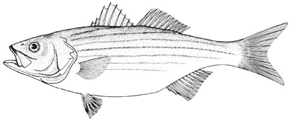 striped_bass1.jpg