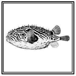 striped burrfish