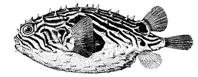 striped-burrfish1.jpg