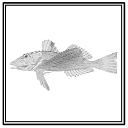 striped searobin