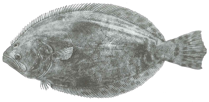 summer_flounder1.jpg