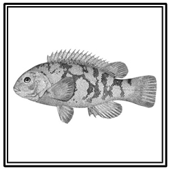 tautog