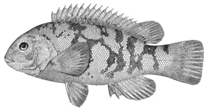 tautog1.jpg