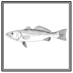 weakfish