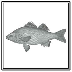 white perch