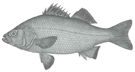 white_perch1.jpg