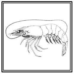 white shrimp