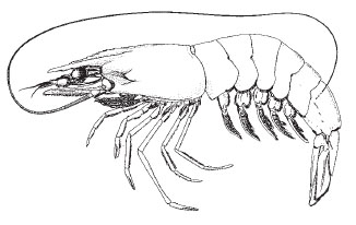 white_shrimp1.jpg