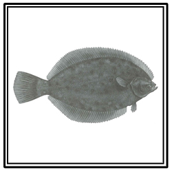 winter flounder