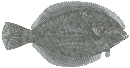 winter_flounder1.jpg