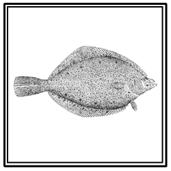 yellowtail flounder