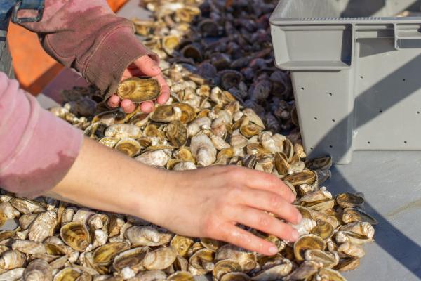a person sorting oysters by hand